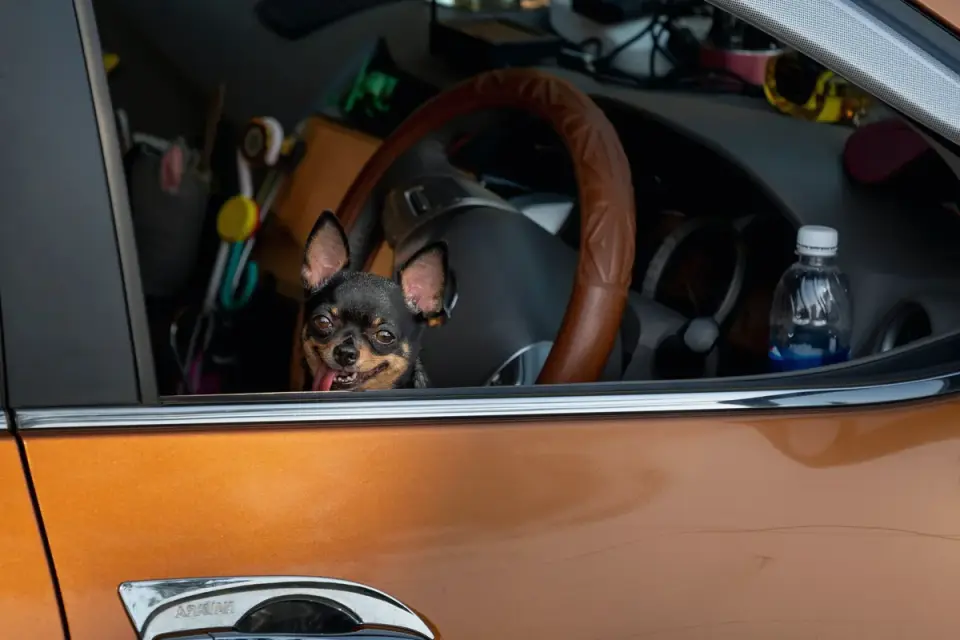 Dog in a car seat