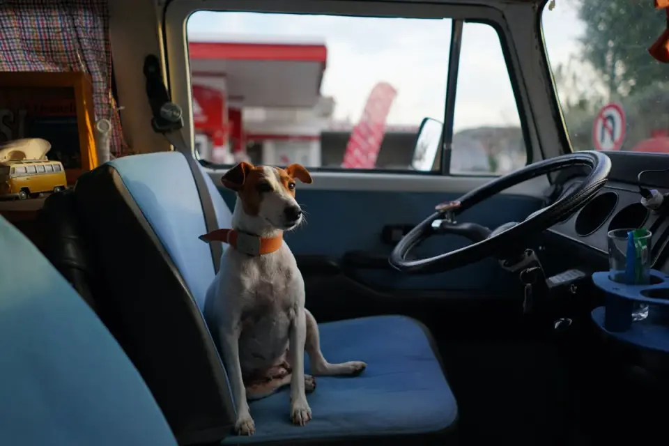 Dog in a car seat