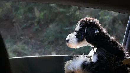 Dog in a car seat