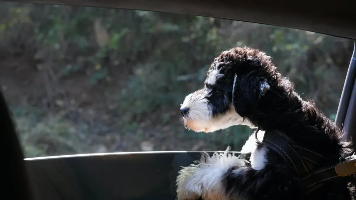 Dog in a car seat