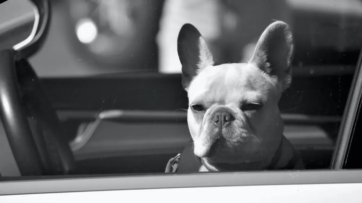Dog in a car seat