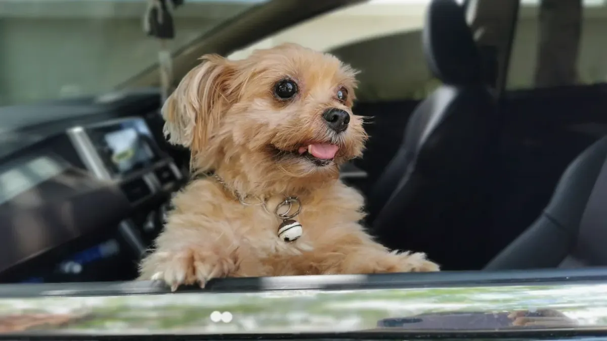 Dog in a car seat