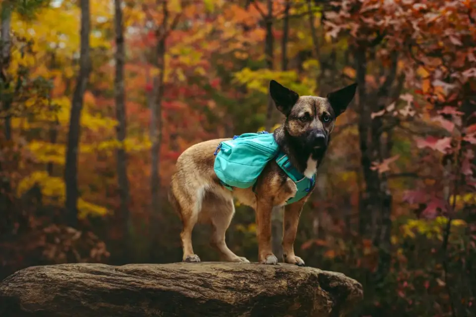 Dog in a carrier