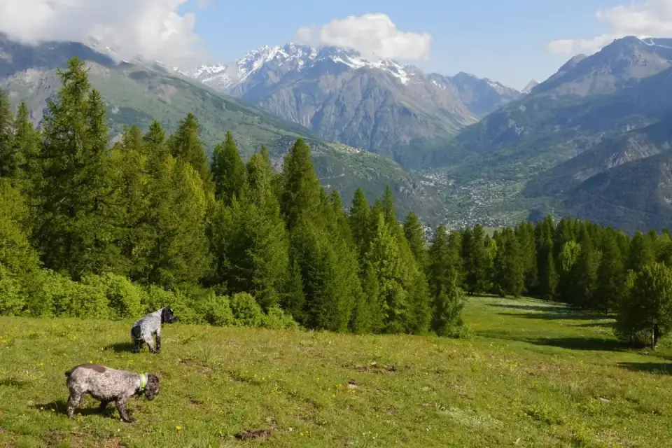 Dog in a mountain meadow