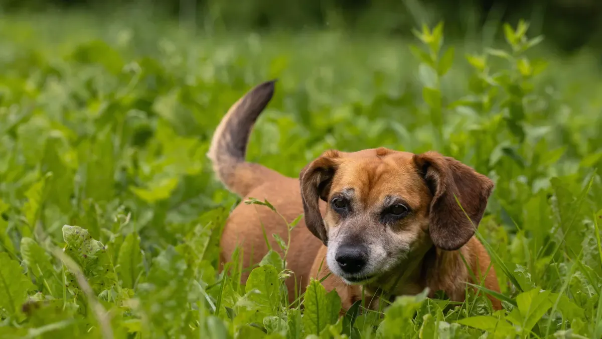 Dog in a mountain meadow