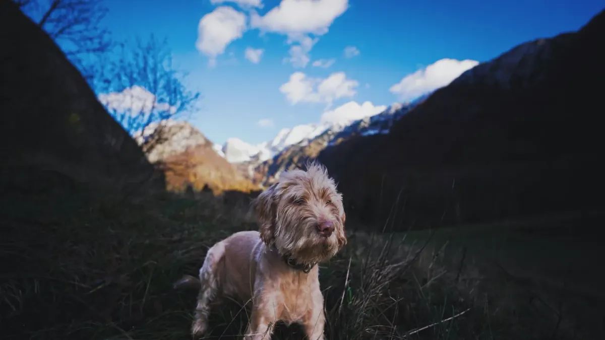 Dog in a mountain meadow
