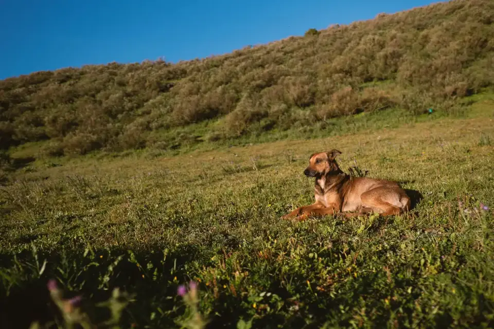 Dog in a mountain meadow