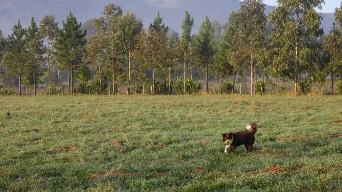 Dog in a mountain meadow