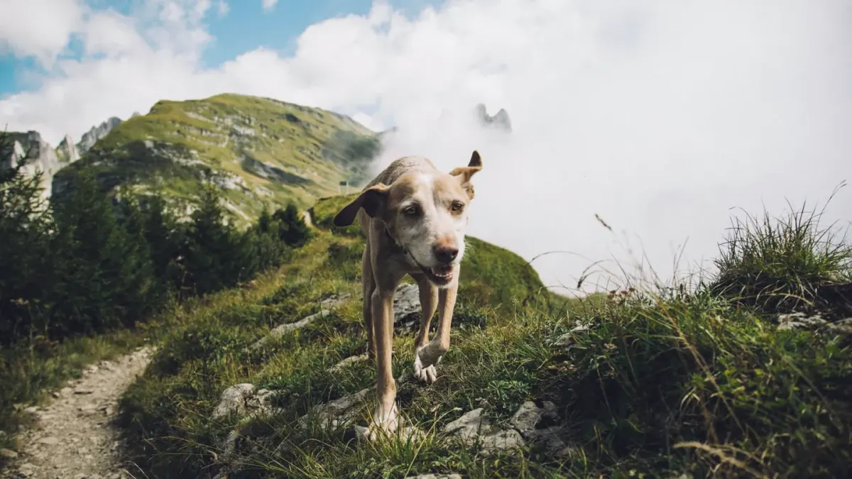 Dog in a mountain meadow
