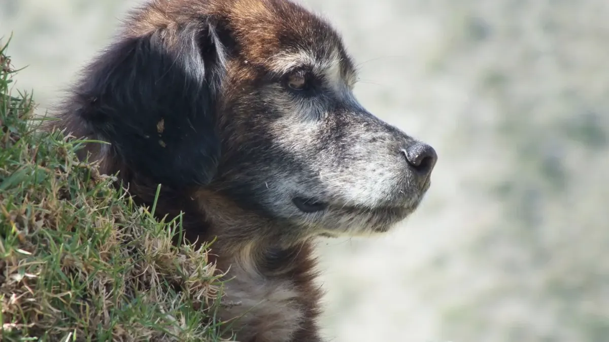 Dog in a mountain meadow