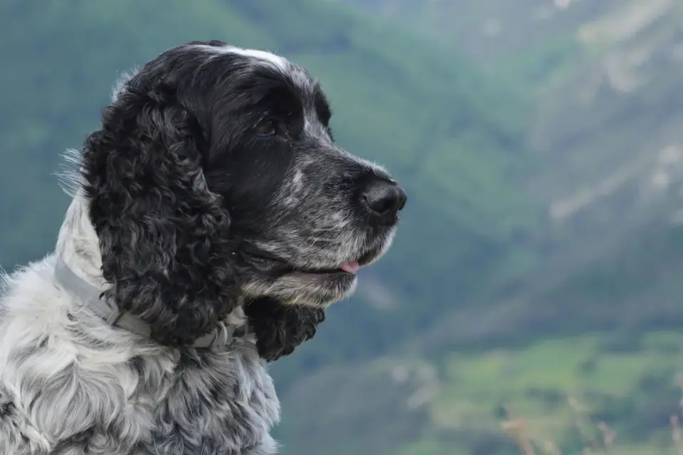 Dog in a mountain meadow