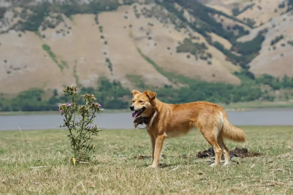 Dog in a mountain meadow