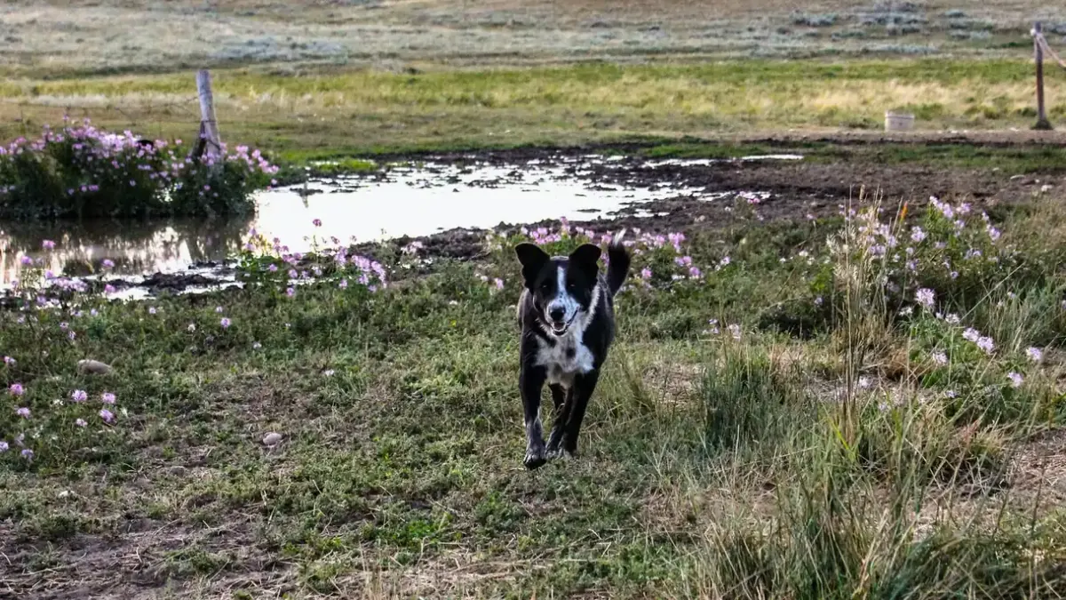 Dog in a mountain meadow