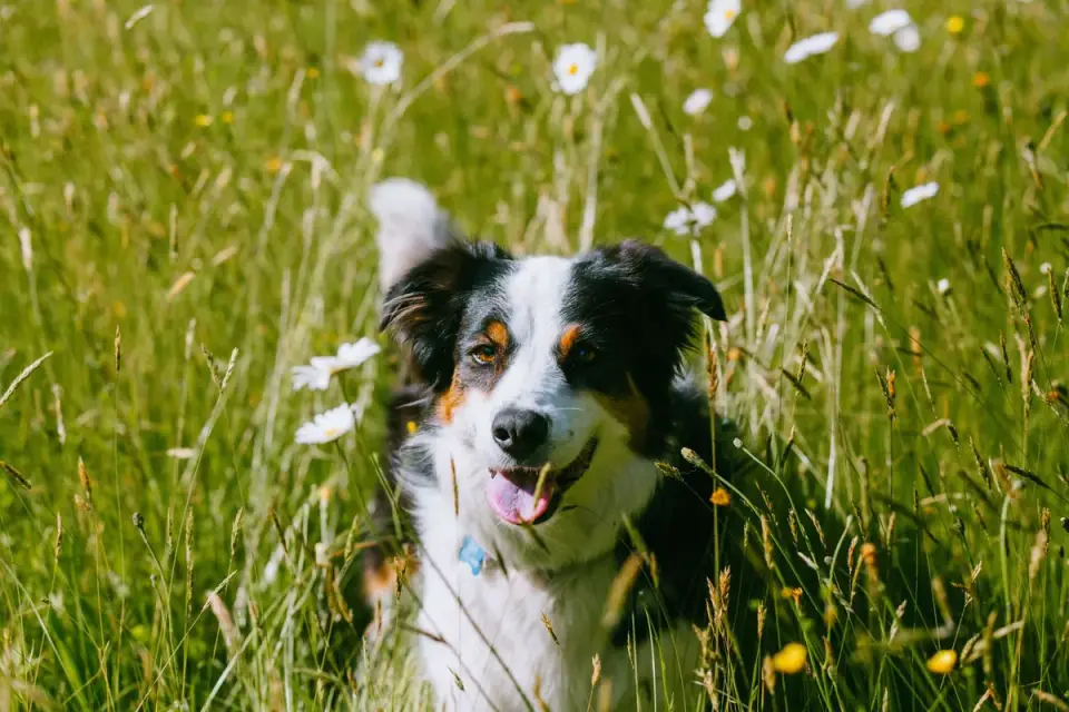Dog in a mountain meadow