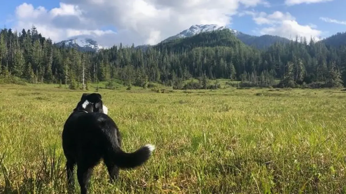 Dog in a mountain meadow