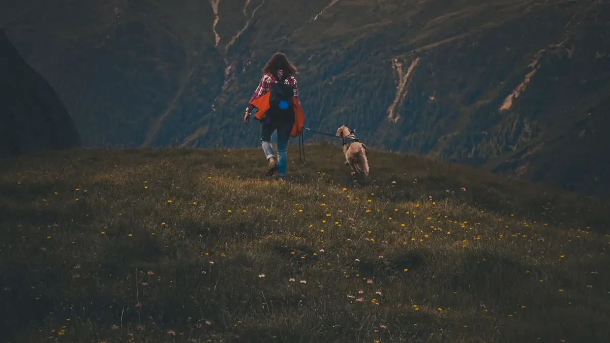 Dog in a mountain meadow