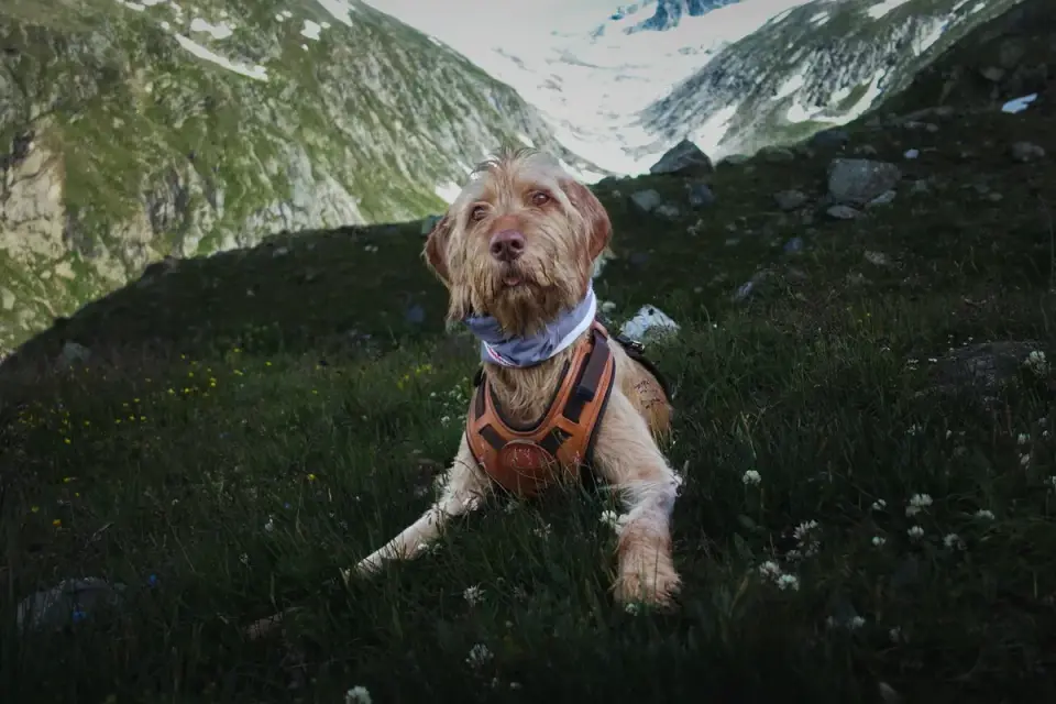 Dog in a mountain meadow