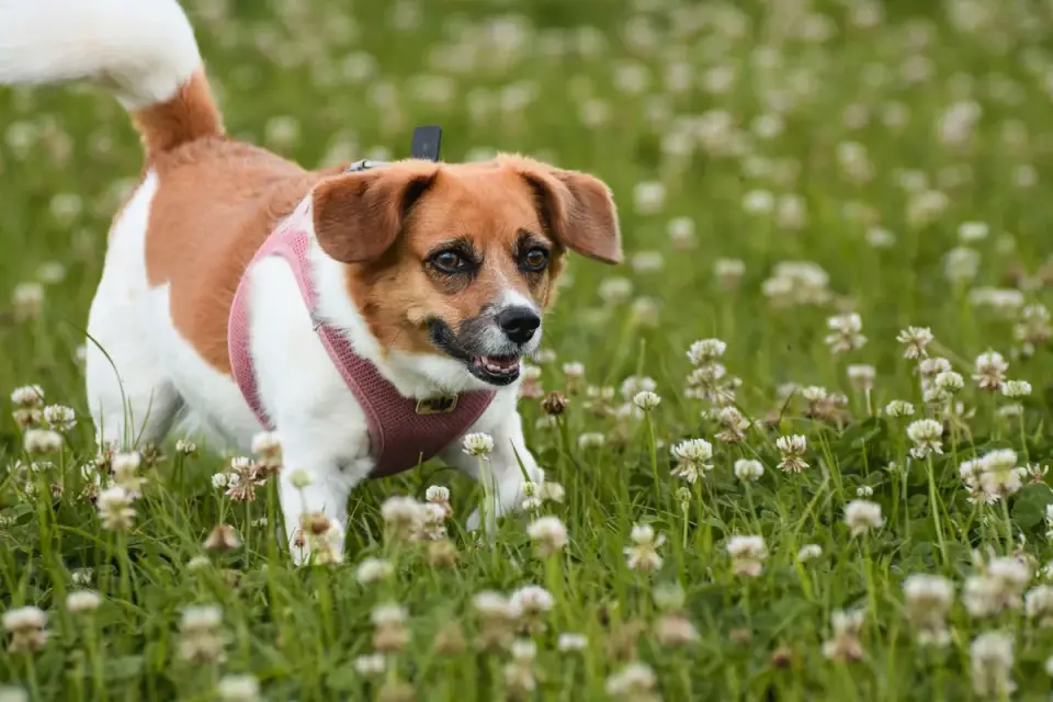 Dog in a mountain meadow