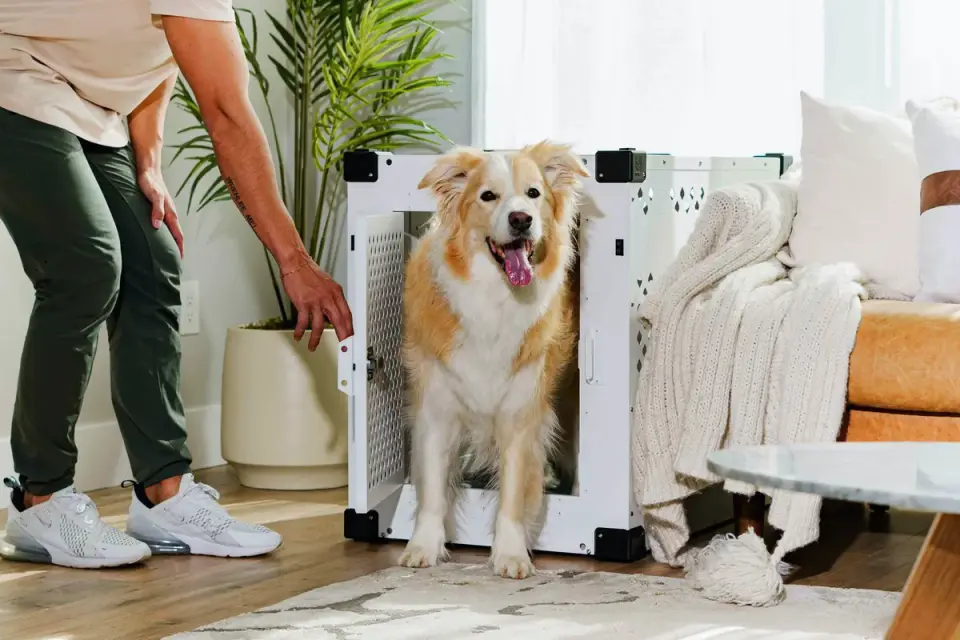Dog in a travel crate