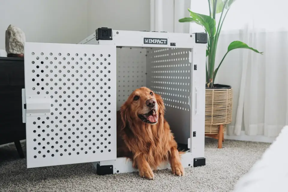 Dog in a travel crate