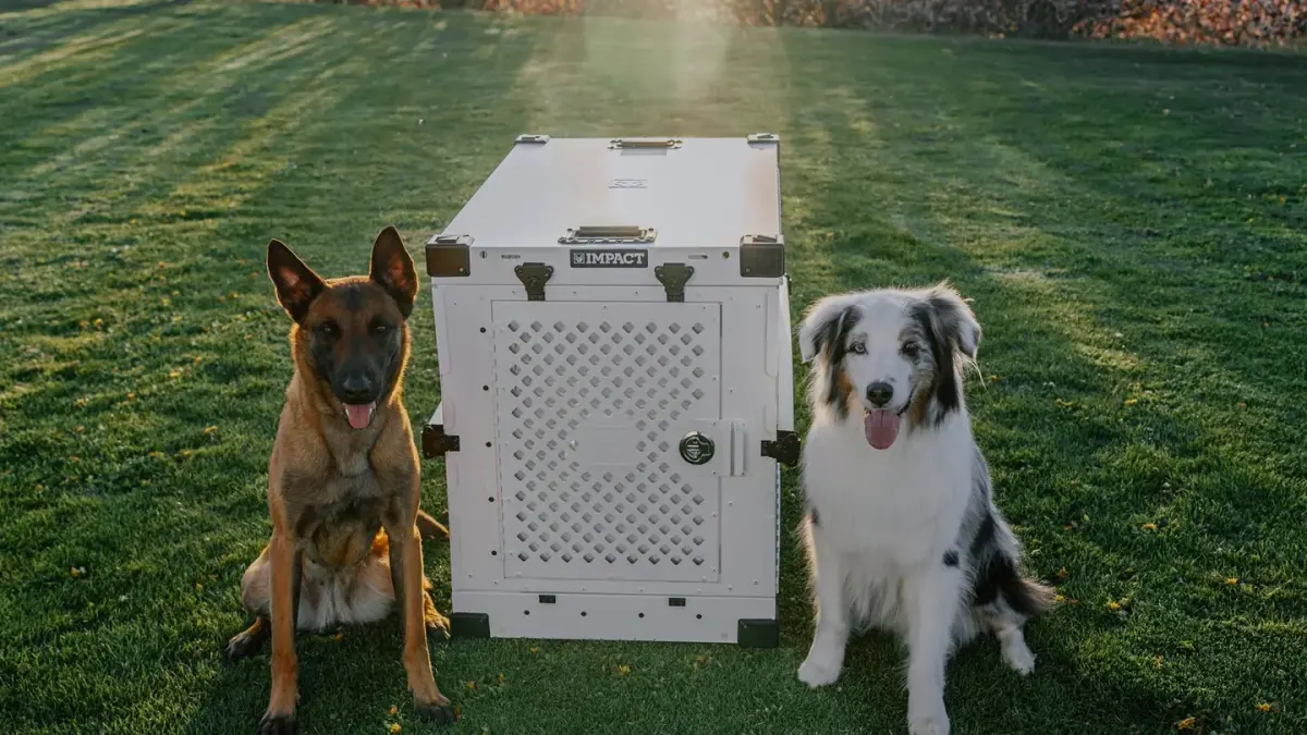 Dog in a travel crate