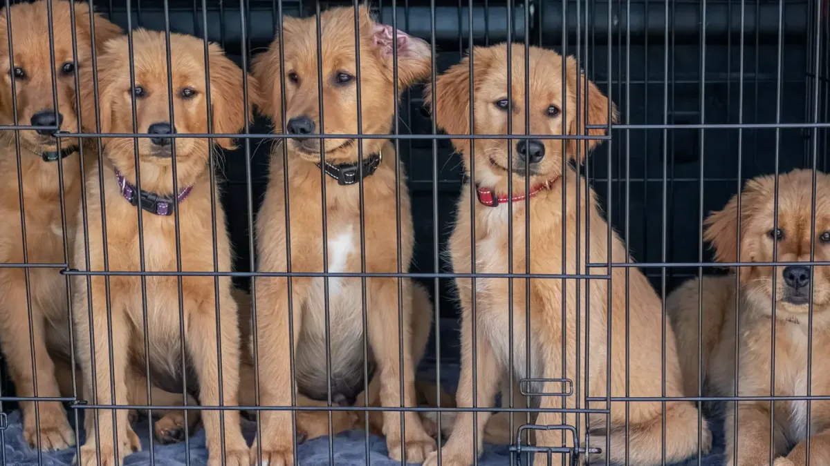 Dog in a travel crate