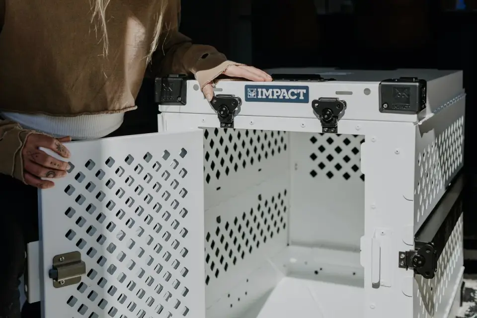 Dog in a travel crate