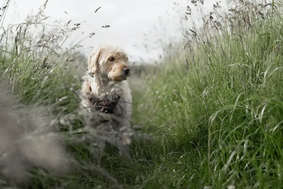 Dog on a coastal path
