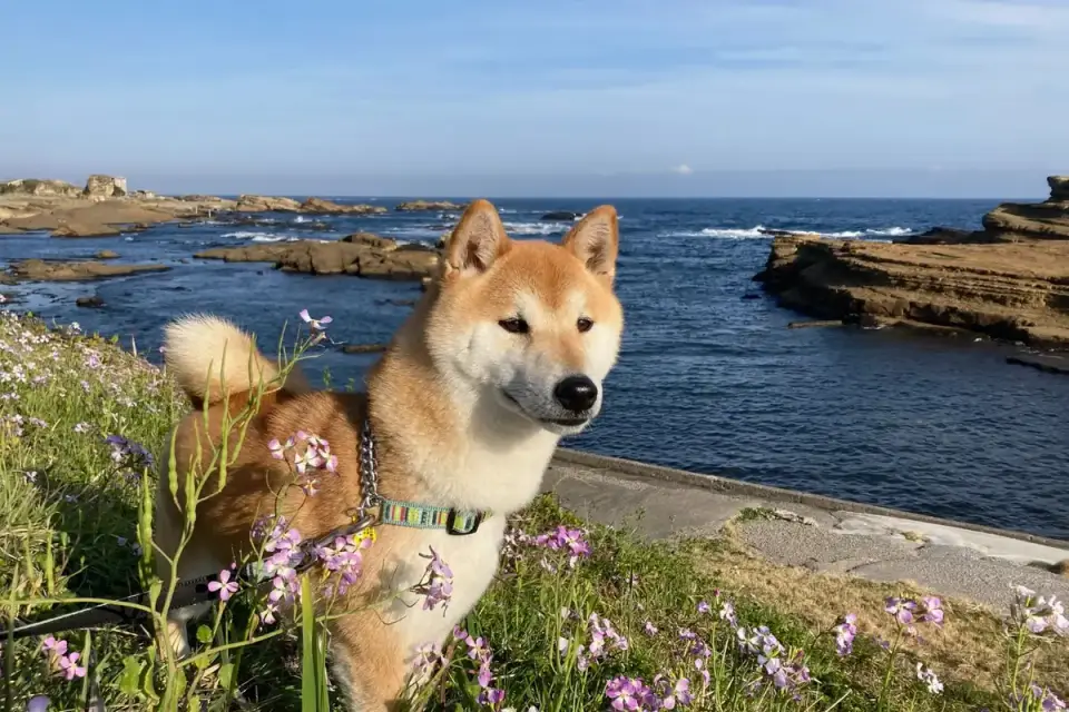 Dog on a coastal path