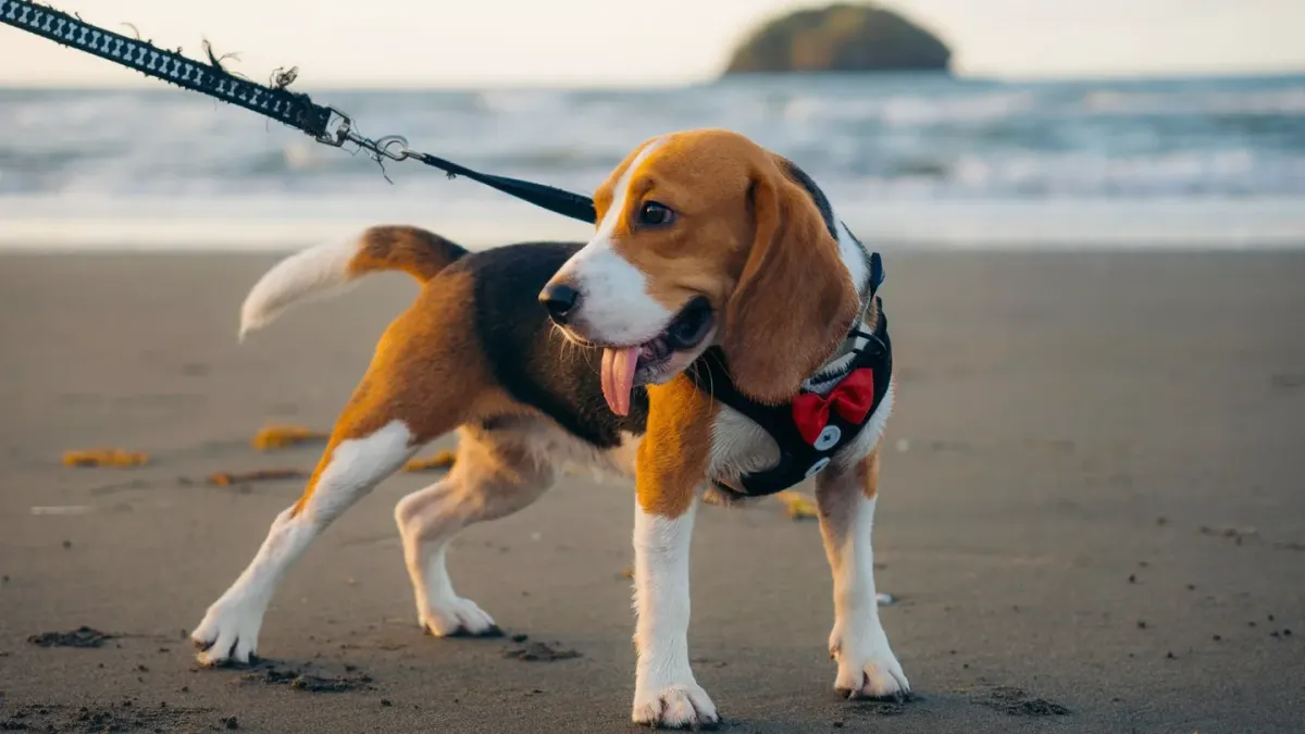 Dog on a coastal path
