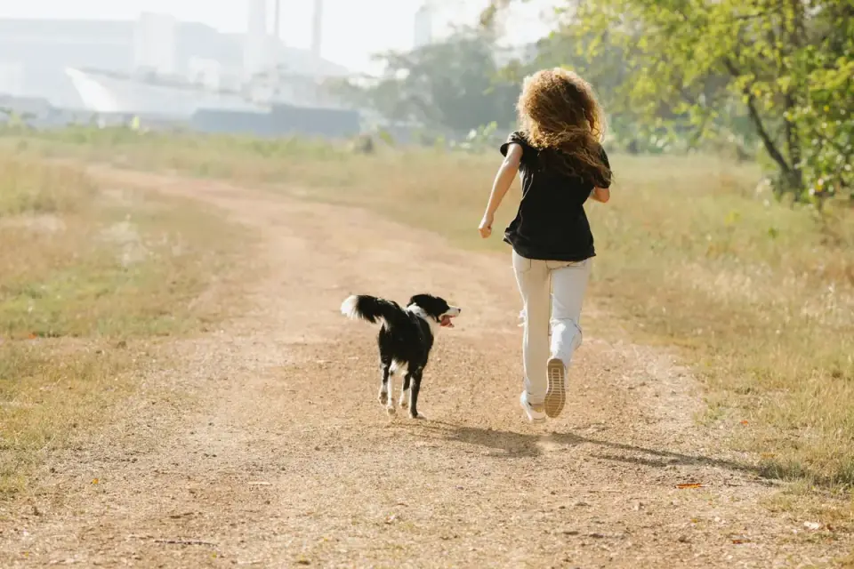 Dog on a coastal path