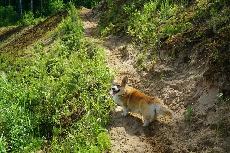Dog on a coastal path