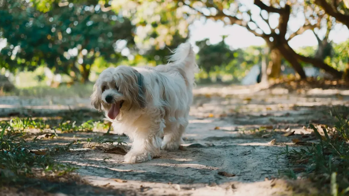 Dog on a coastal path