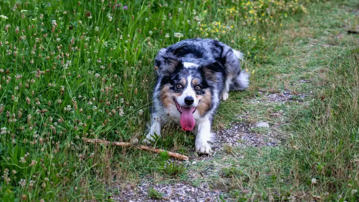 Dog on a coastal path