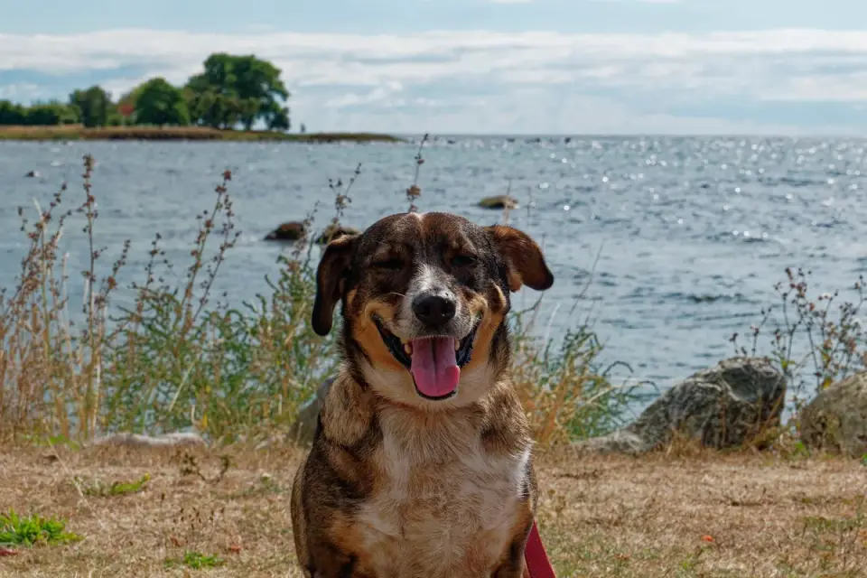 Dog on a coastal path
