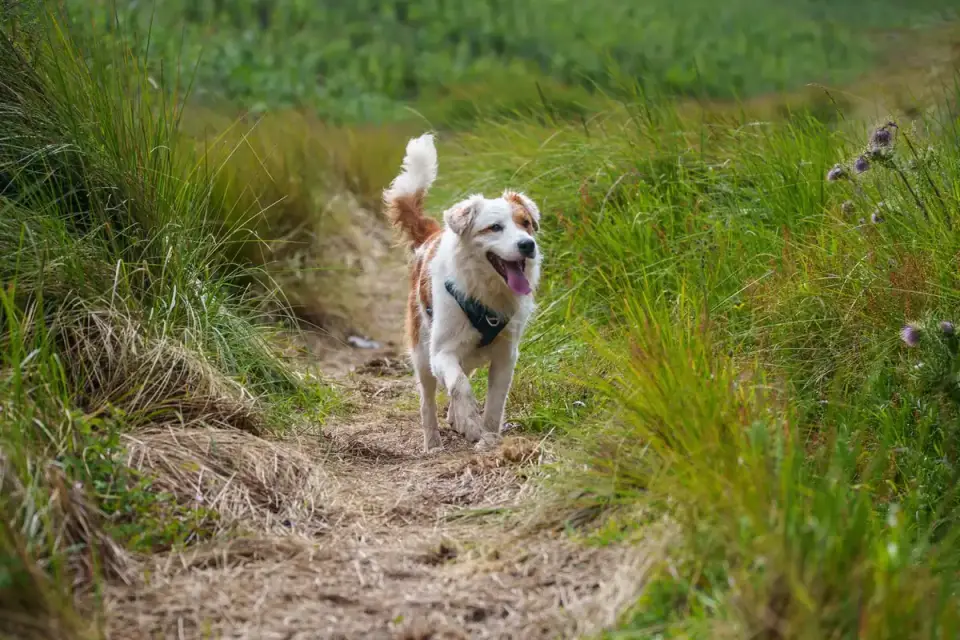 Dog on a coastal path