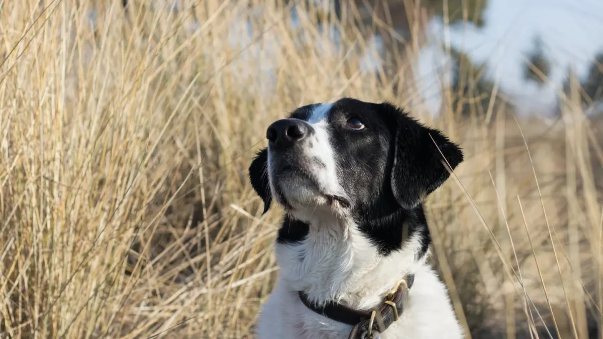 Dog on a coastal path