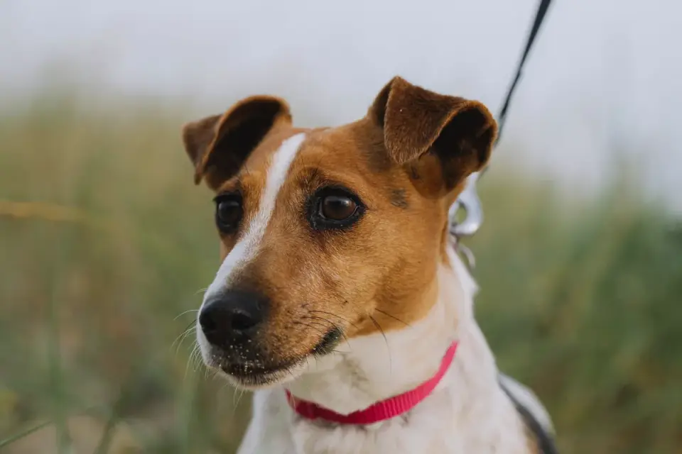 Dog on a coastal path