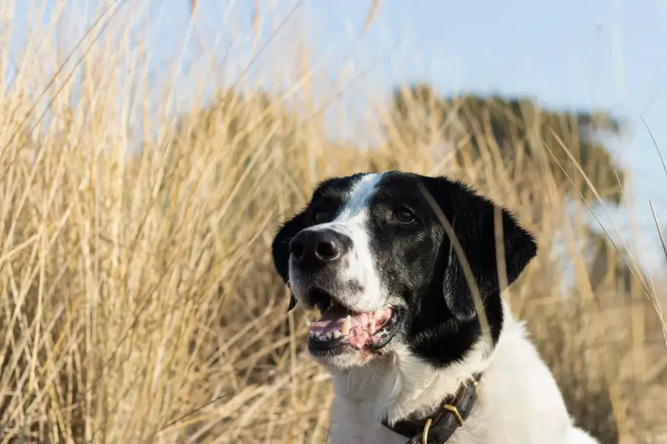 Dog on a coastal path