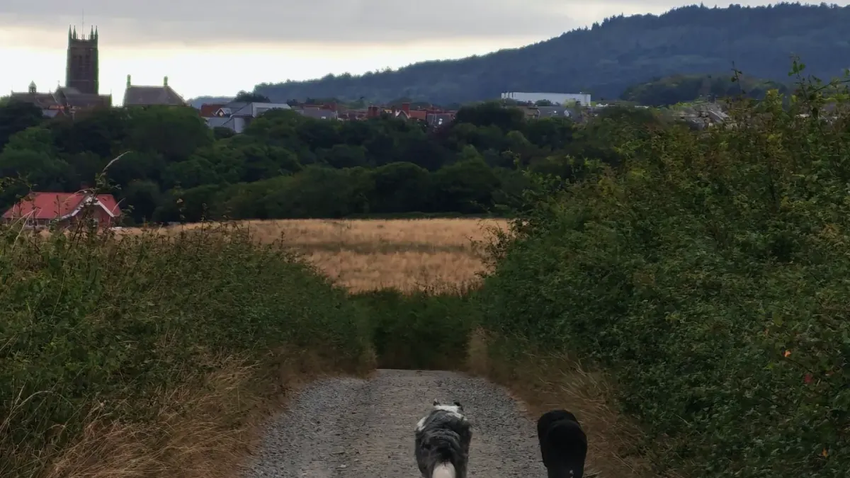 Dog on a coastal path