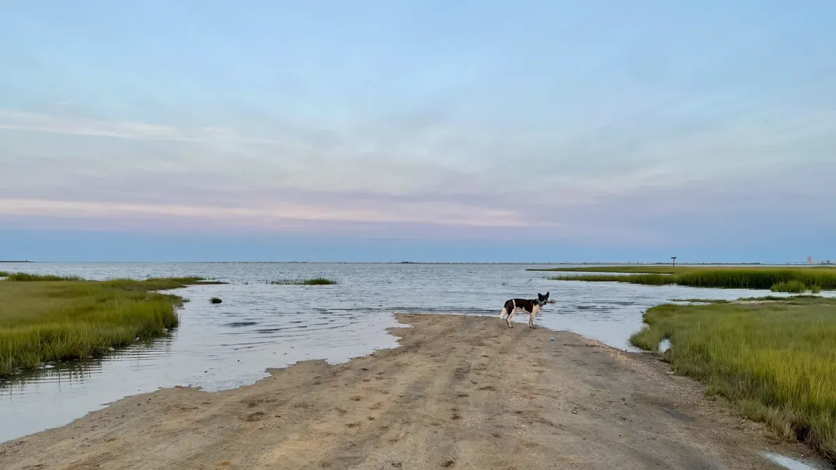 Dog on a dune