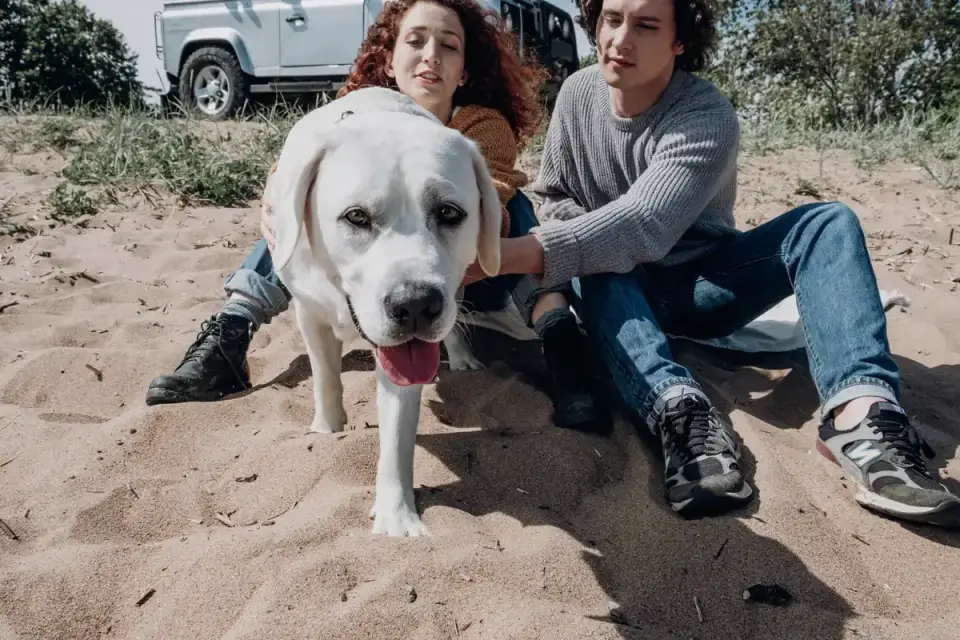 Dog on a dune