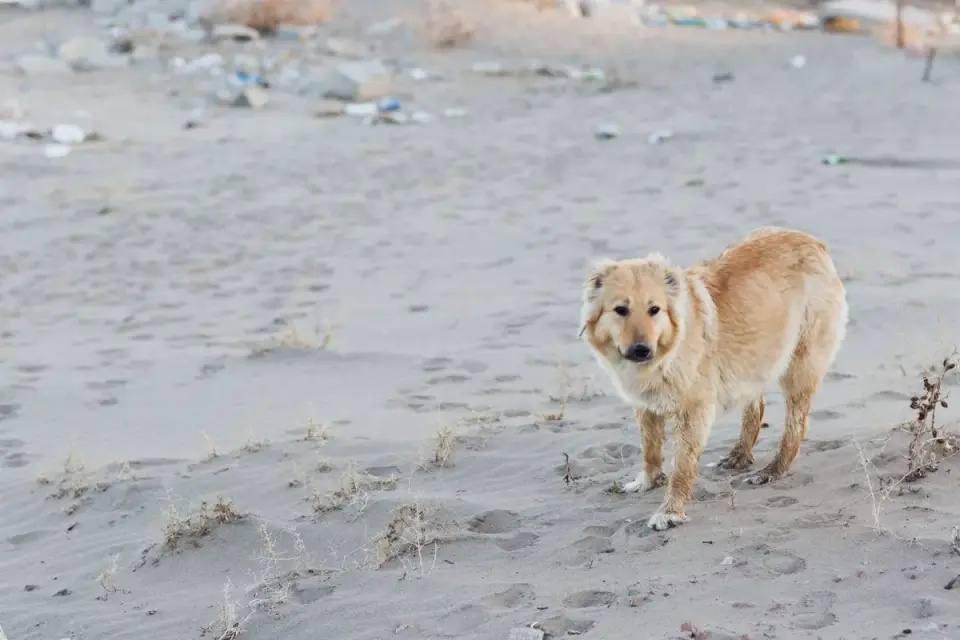 Dog on a dune