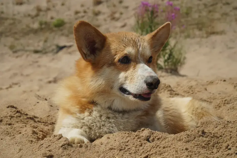 Dog on a dune