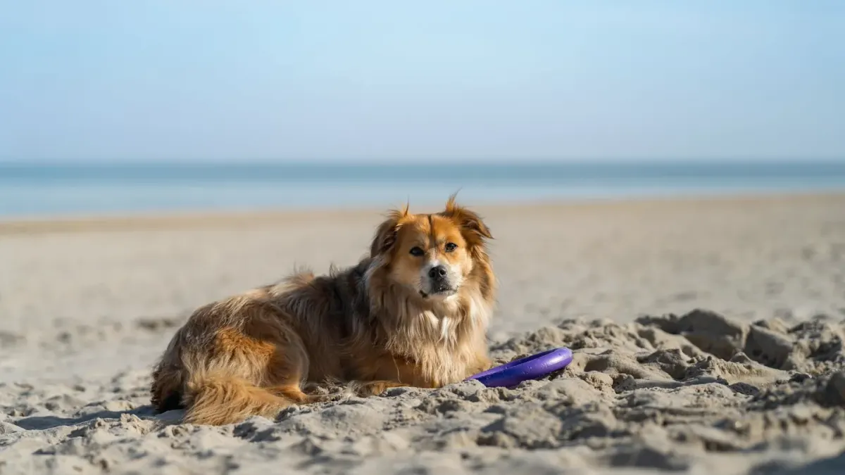 Dog on a dune
