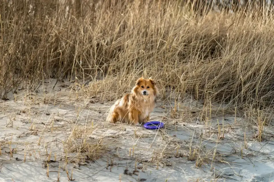 Dog on a dune