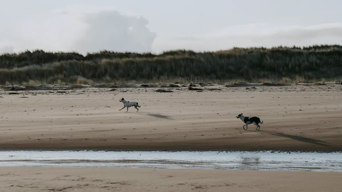 Dog on a dune