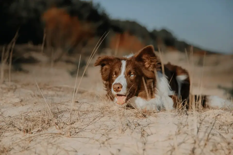 Dog on a dune
