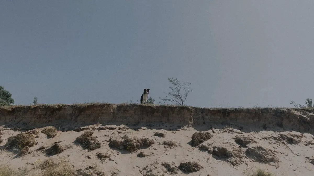 Dog on a dune