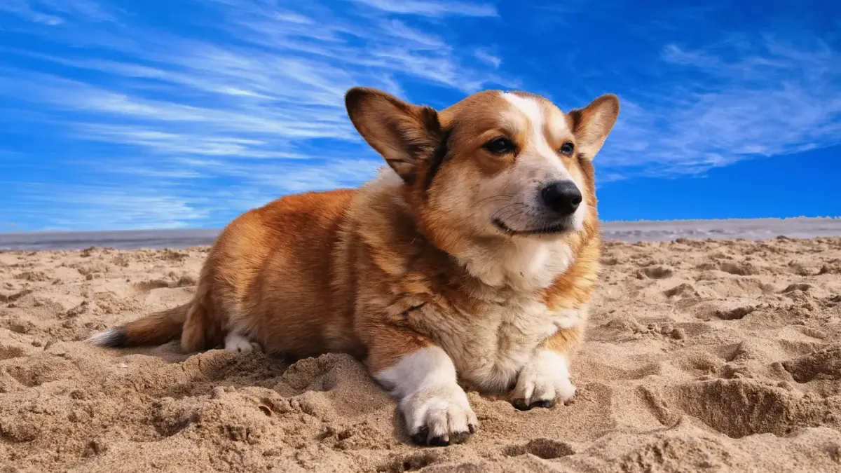 Dog on a dune